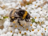 Natural History Bumble Bee by Paul Skehan